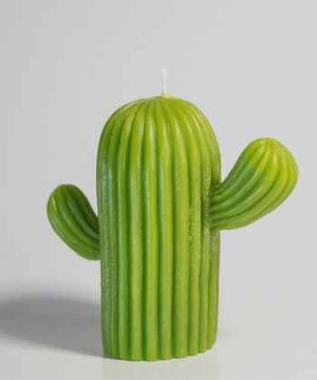 candle cactus