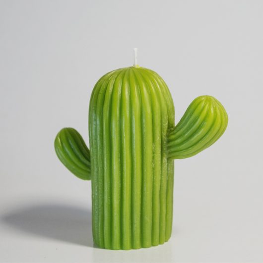 candle cactus
